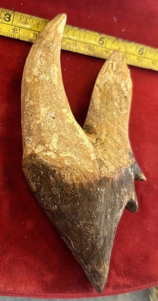5” Basilosaurus Tooth 40-34 Mil Yrs Old Late Eocene