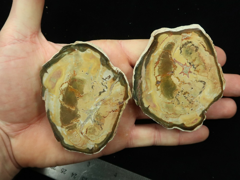 Petrified Wood pair Ambilobe Madagascar