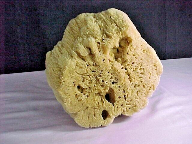Natural Ocean Sponge Bowl 7" x 7 1/2"