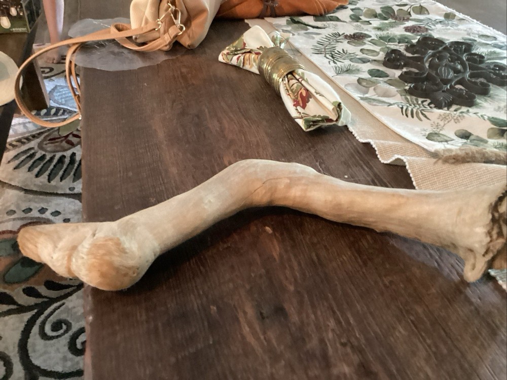 Mammoth Bone