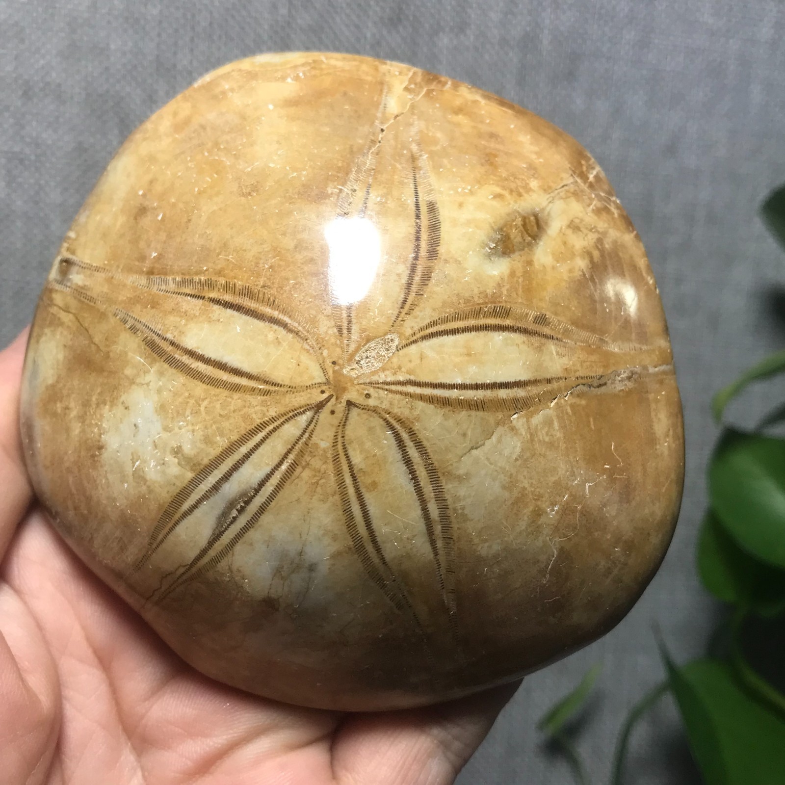 229g Starfish Crystal Specimen 08