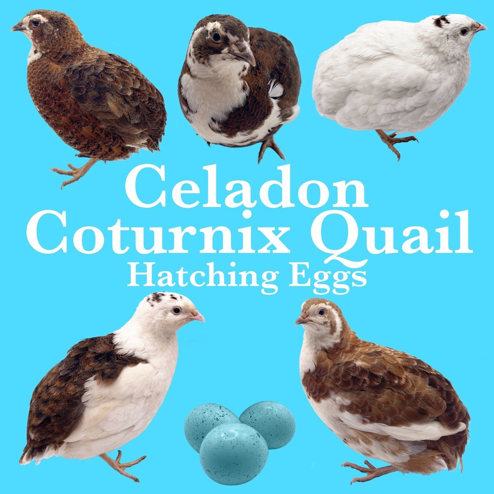 60++ Celadon Blue Coturnix Quail Hatching Eggs - Tuxedo, White, Red Range + More