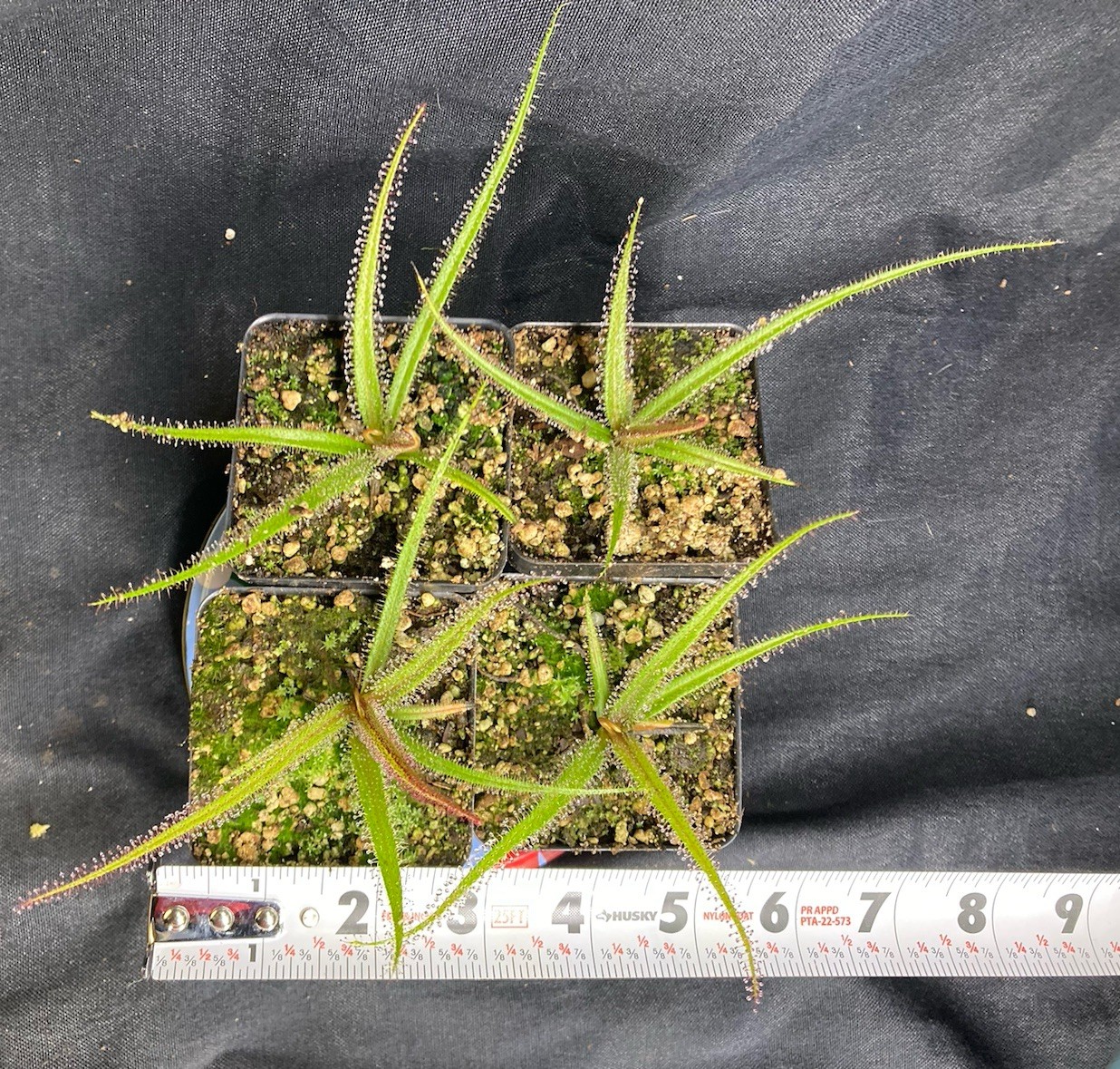 Drosera regia 'Big Easy'. Rare Cultivar! Potted To Select States. Heat Pck Avail