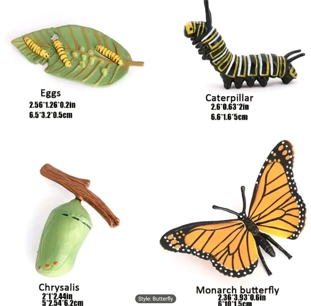 Butterfly Life Cycle Model Kit Educational Teaching Tools Learning Aids 4 Pcs