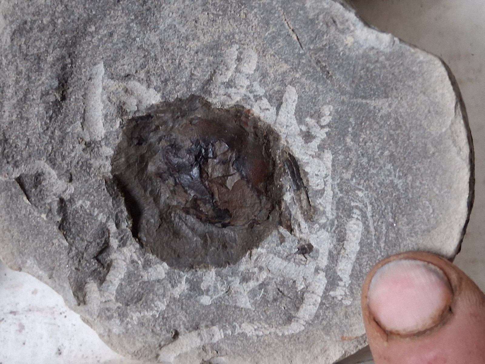 15 Unfinished Crab Fossil Lot Washington State