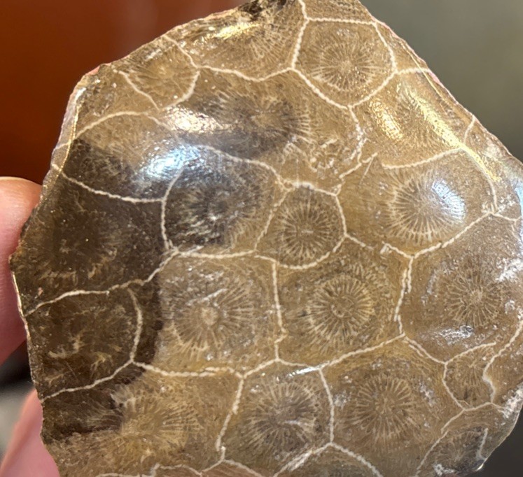 Petrified Coral End Polished