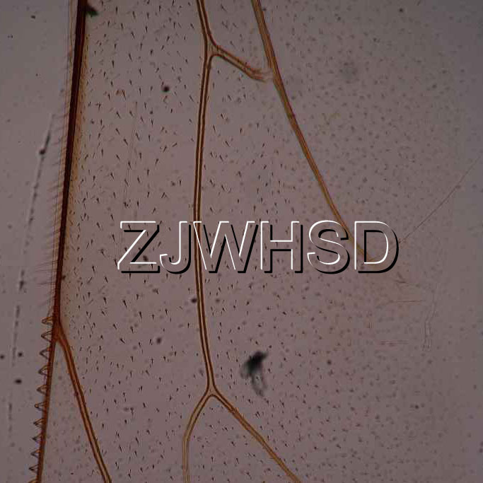 100pcs Glass Prepared Basic Science Microscope Slides Sample Biology Pathology