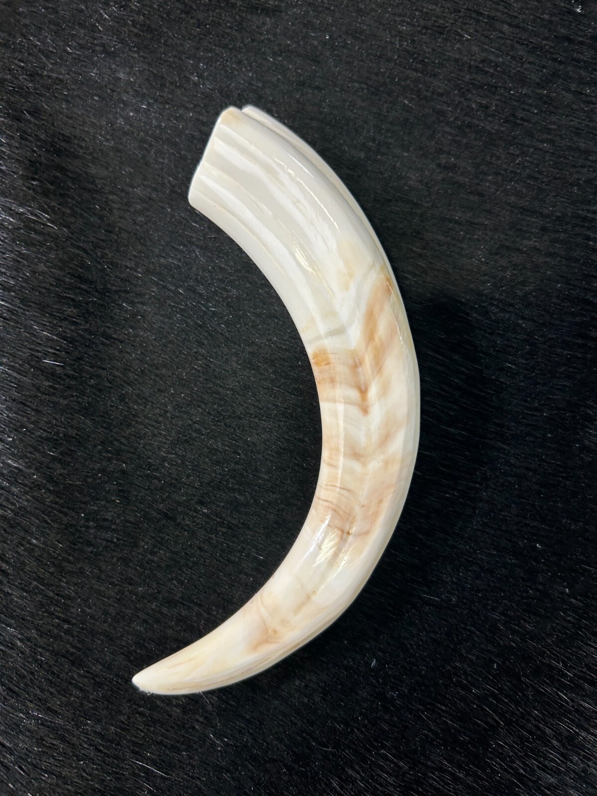 Warthog Tusk- 1 Genuine Polished Warthog Tusk - Average Size: 6 to 8 inches