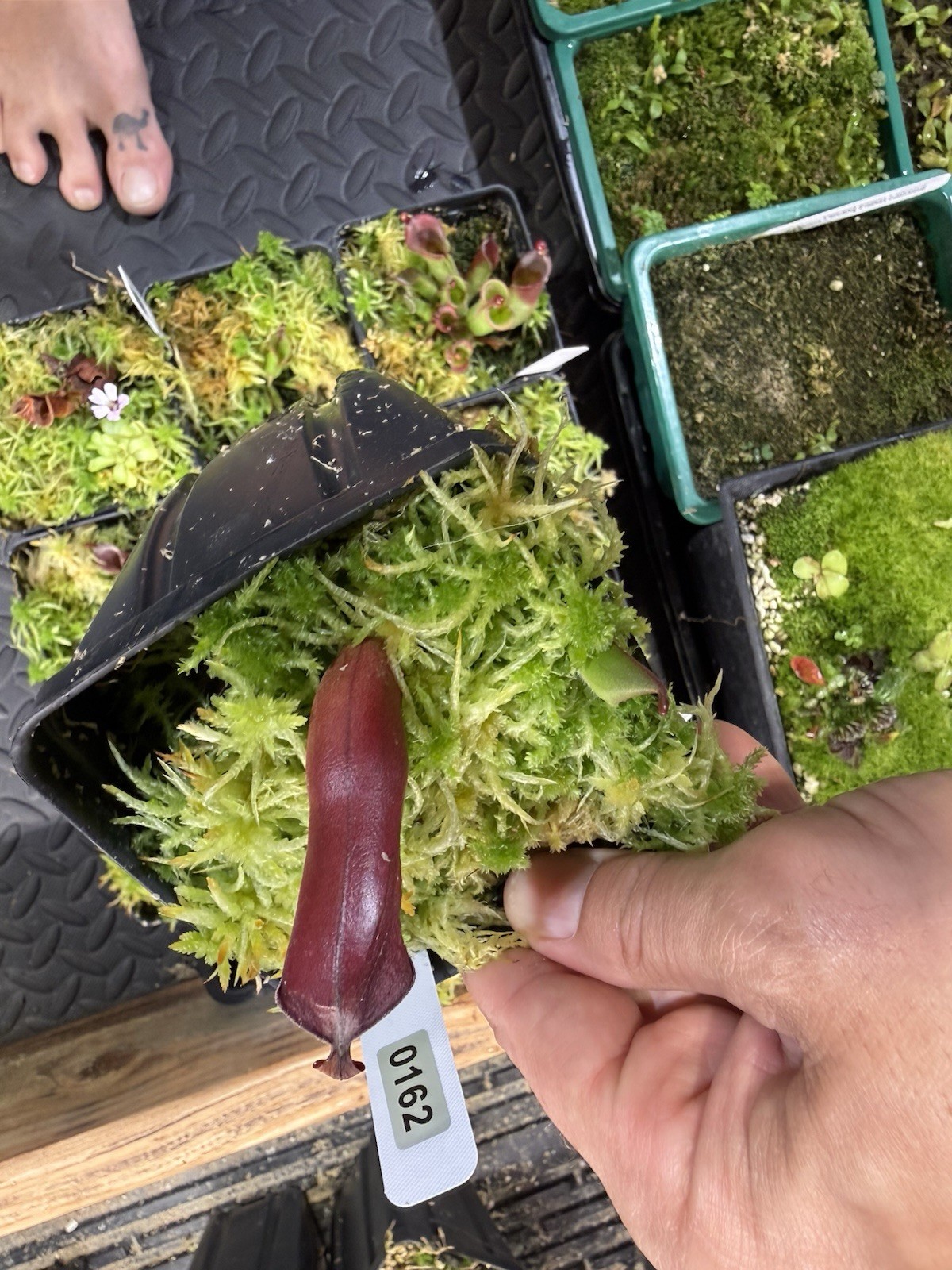 Heliamphora Minor X Cherry Top