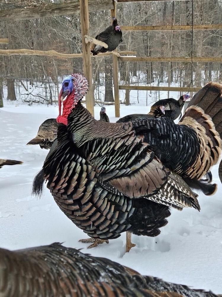 6 RIO GRANDE TURKEY EGGS