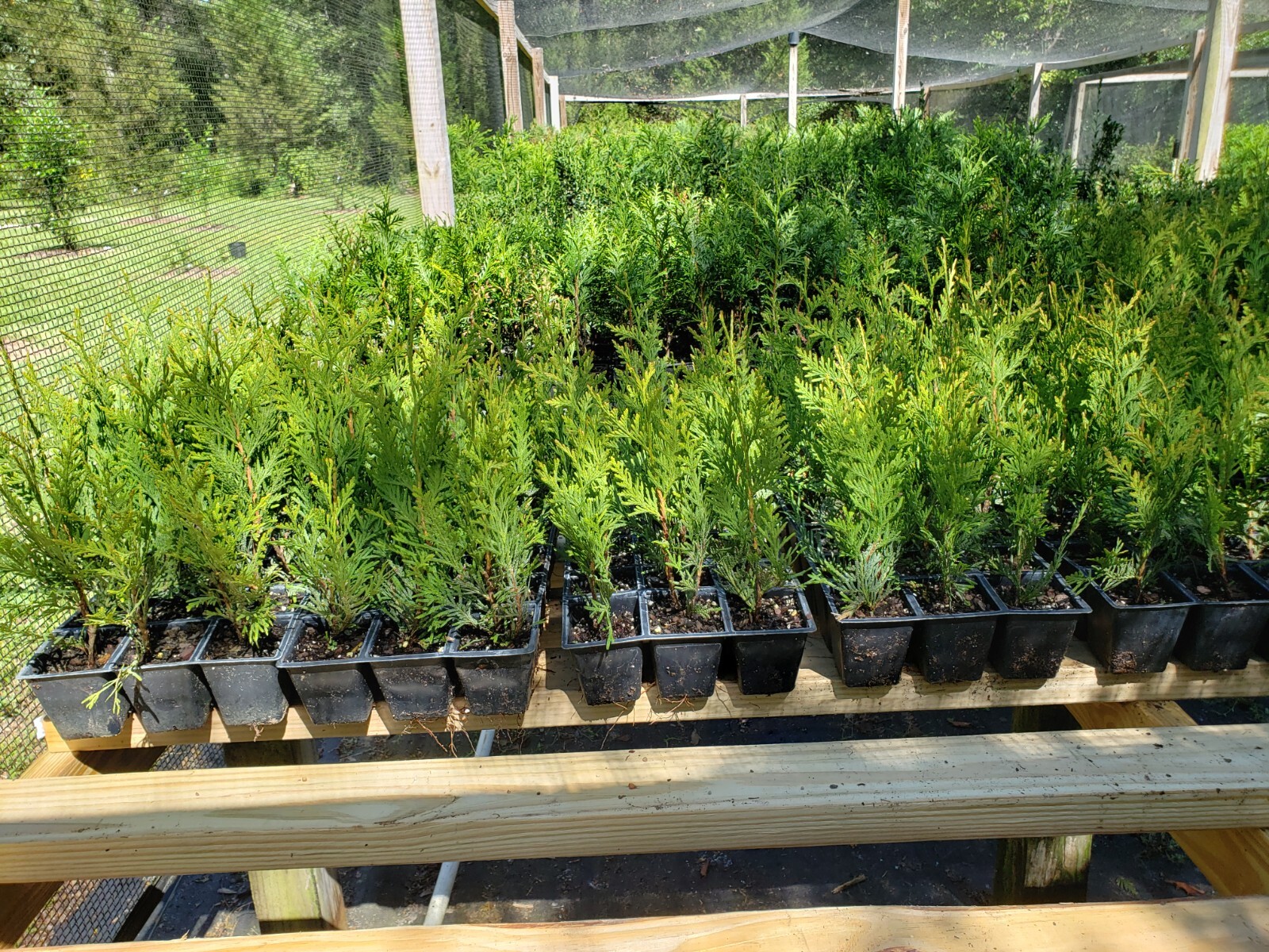 Green Giant Arborvitae, fast growing, privacy, five to 50 plants, FREE shipping