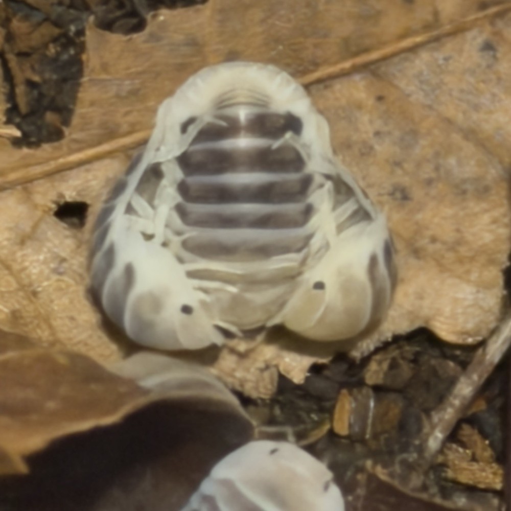 Jupiter Isopods