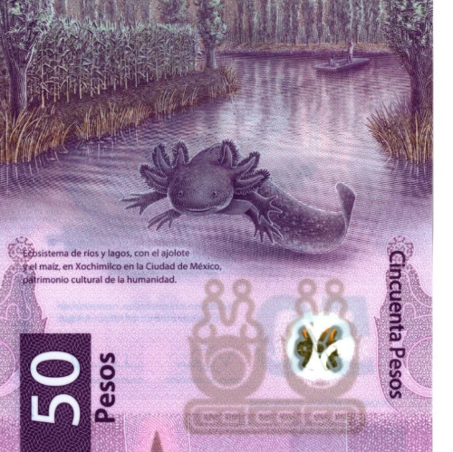 2025 Mexico 50 Pesos UNC Polymer Banknote 100th Anniv Swimming AXOLOTL
