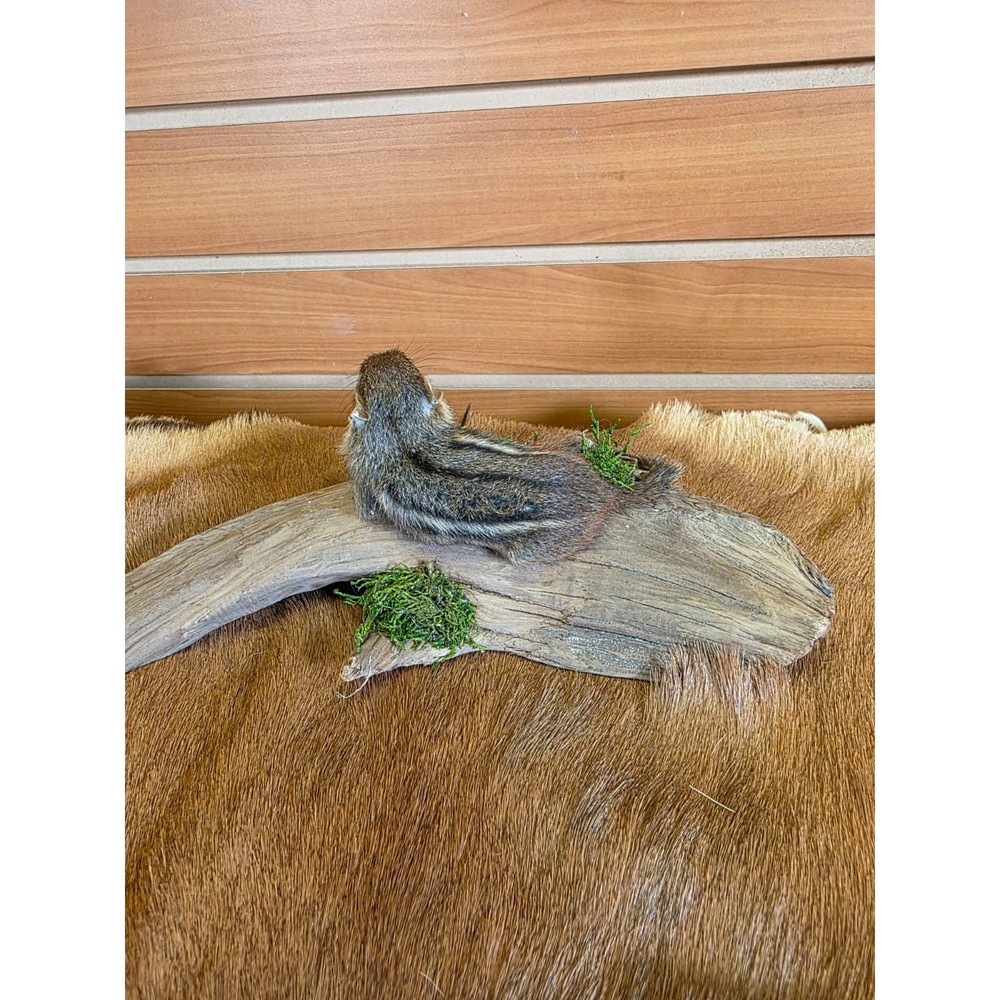 FHCK76 - Chipmunk Taxidermy Mount