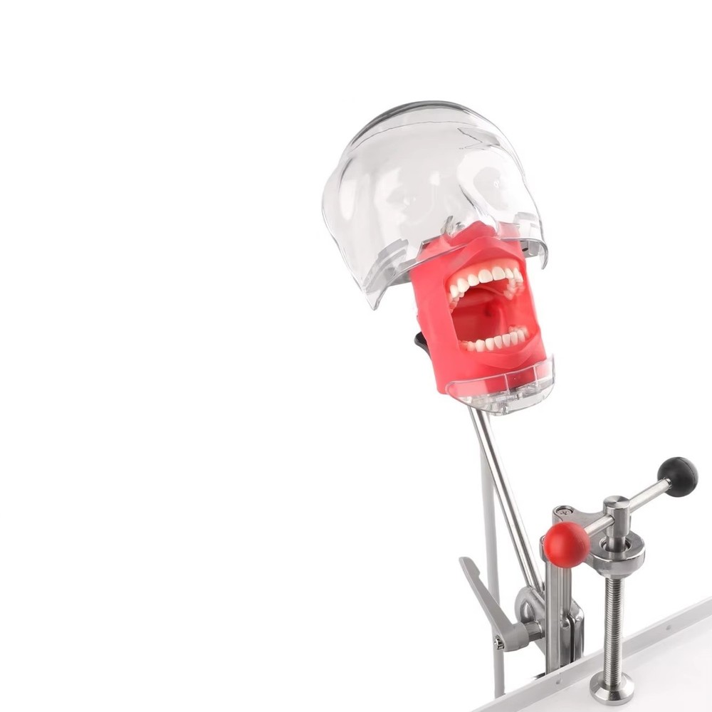 Dental Head Model Simulator Manikin Phantom With Bench Mount 28Pcs Teeth