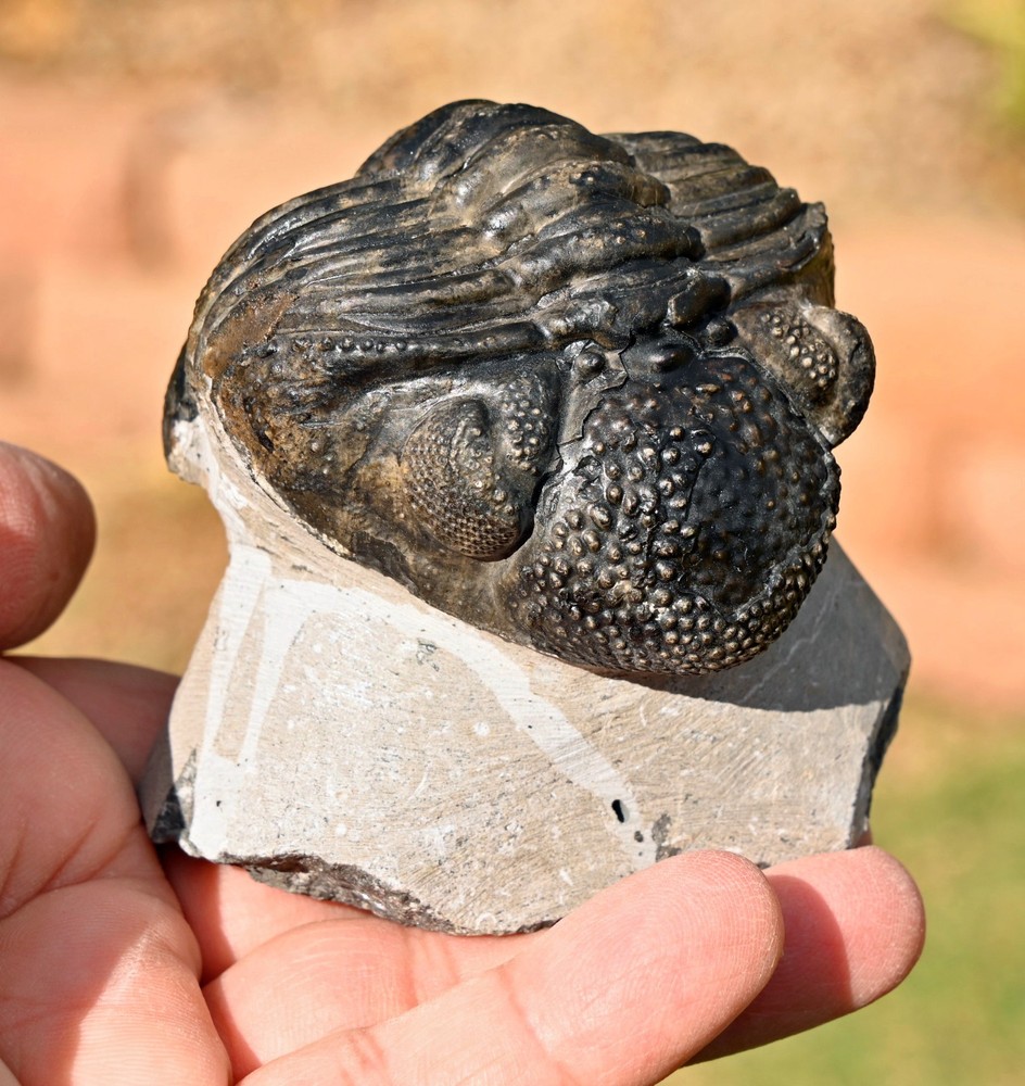 Trilobite Fossil, Drotops, from Morocco #2