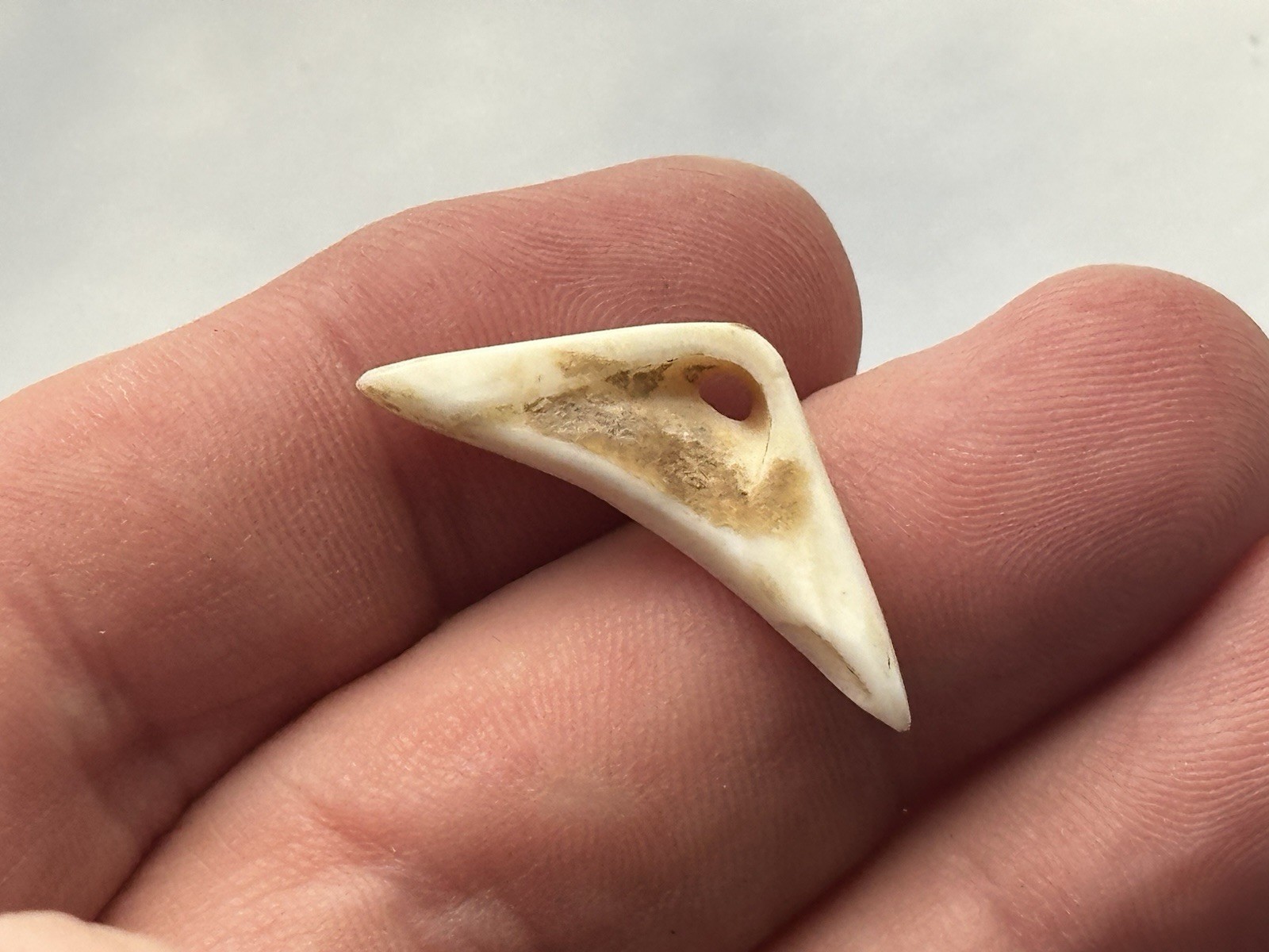 NICE ANASAZI HOHOKAM MIMBRES DRILLED SHELL PENDANT / GORGET FROM ARIZONA