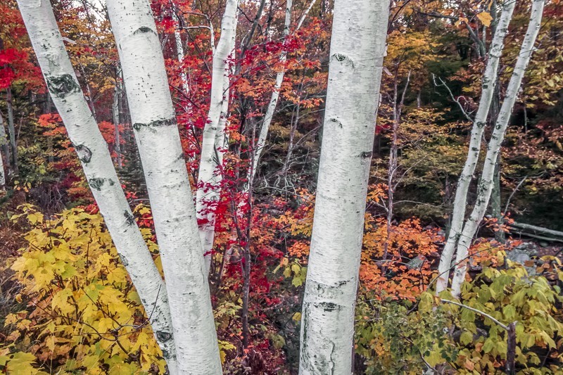 Canoe / White Birch Tree, Single Tree - Live Bare Root Plant
