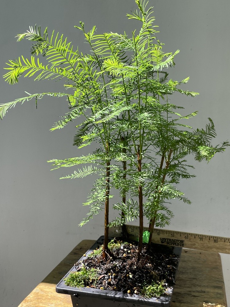 5 Tree Bald Cypress - Forest Bonsai