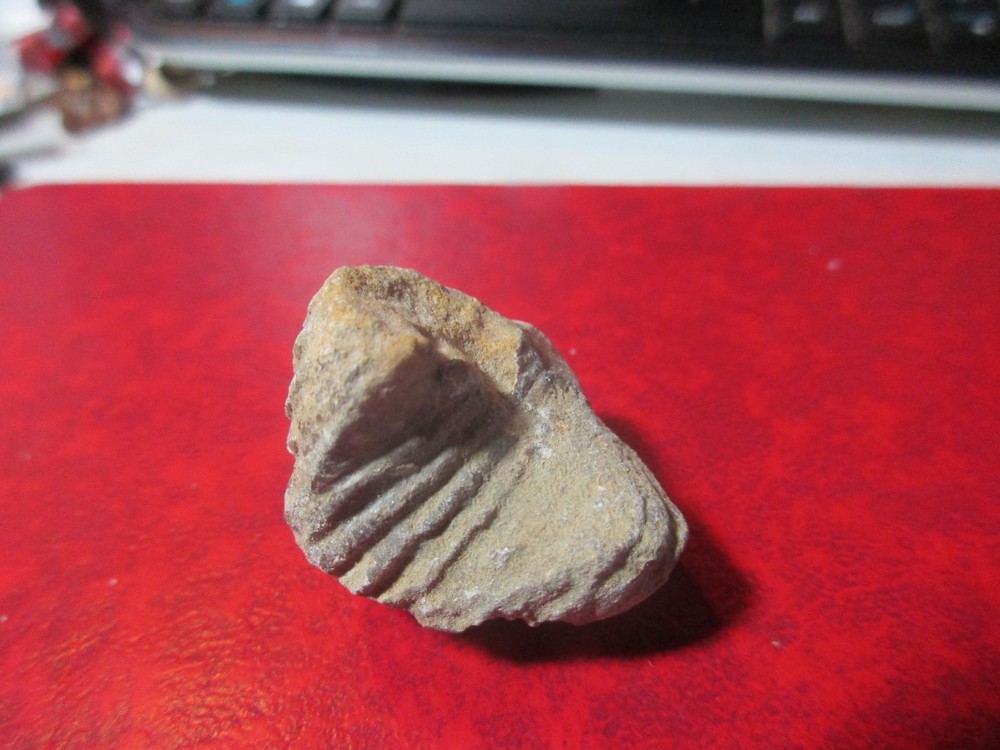 Brochiopod Fossil