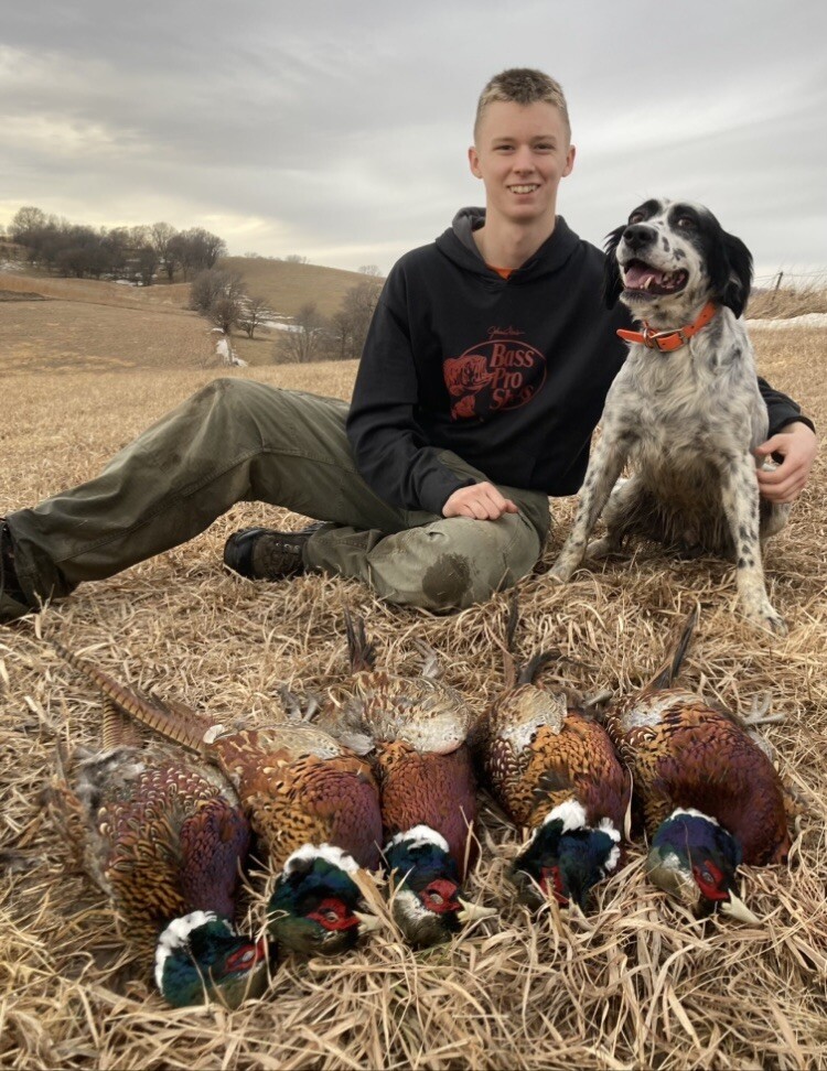 Rooster RINGNECK PHEASANT Full SKIN 2 Wings Tail Feathers Wall Art Man Cave