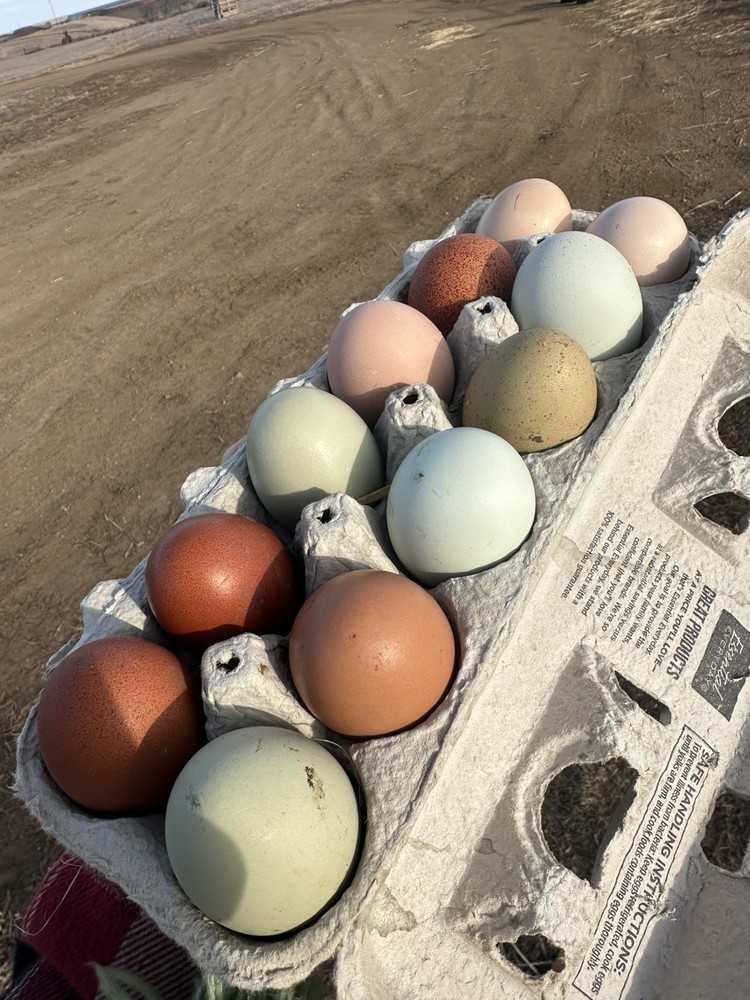 15 Rainbow Hatching Eggs from FREE RANGE CHICKENS