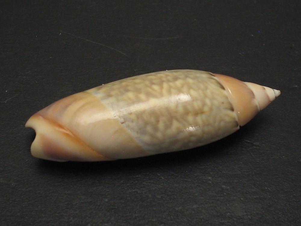 Amazing Pattern...AGARONIA JAVA~40.4mm~Indonesia SEASHELL
