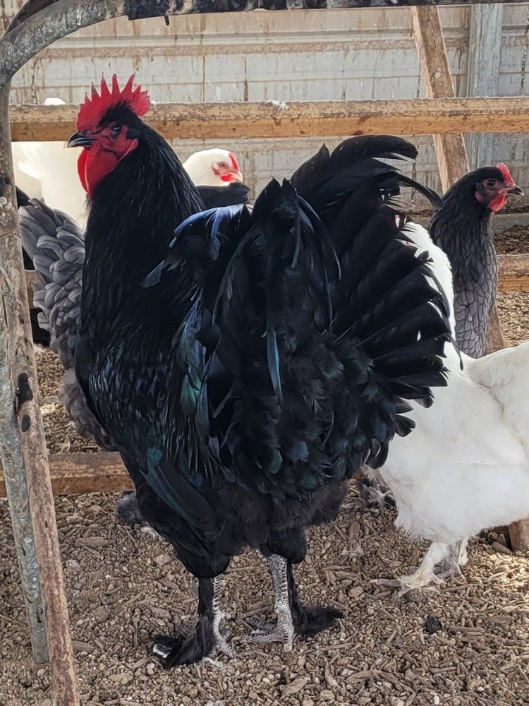 Croad Langshan Hatching Eggs 6 Pack