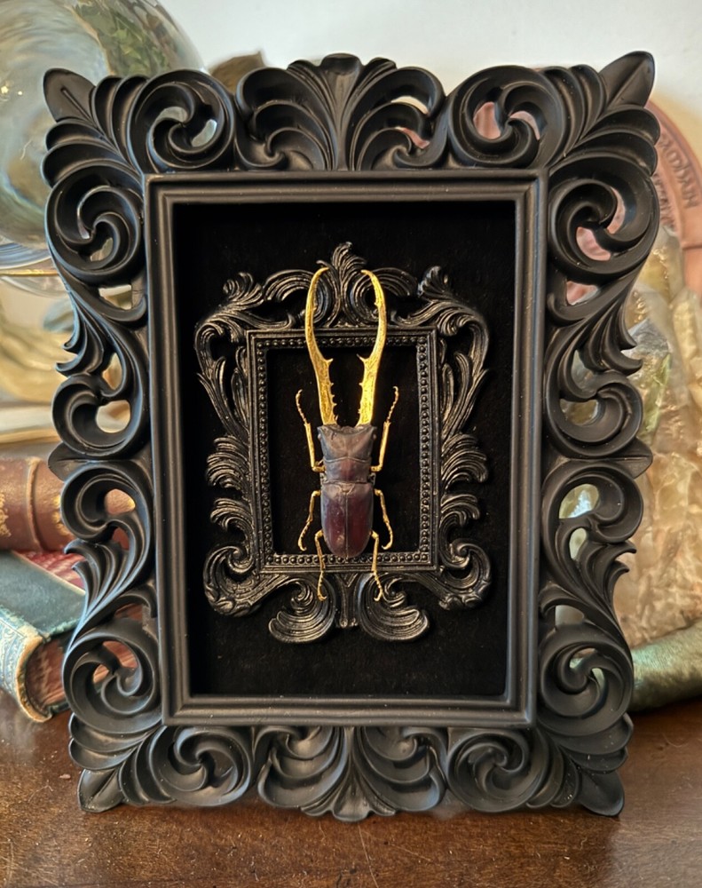 Double framed gilded - real beetle art piece - oddities - gothic