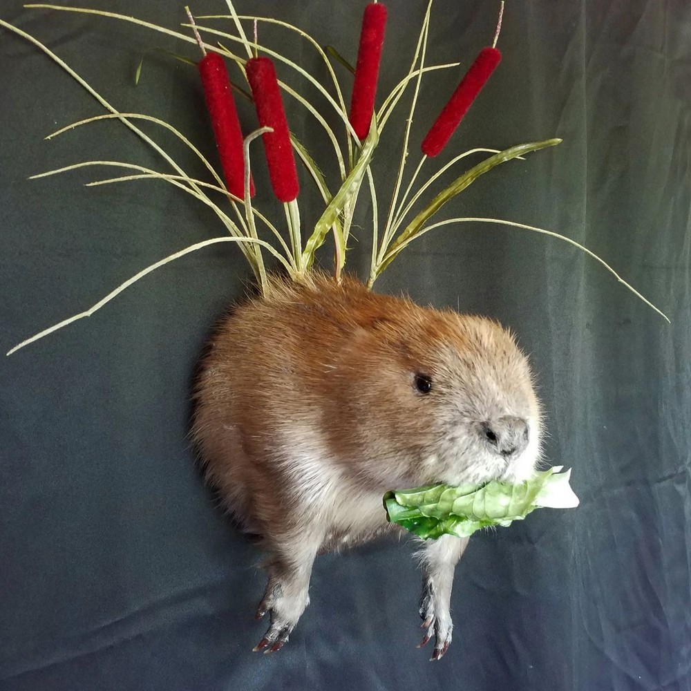 Half Beaver Wall-mount with Reed Background - NEW