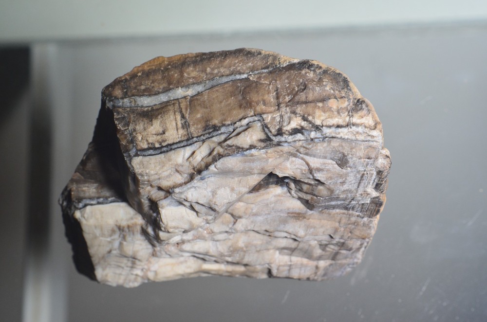 Utah Petrified Wood