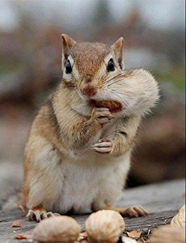 Wakefield Virginia 45LB Bird Feed Peanuts for Birds, Squirrels, Deer, Wildlife