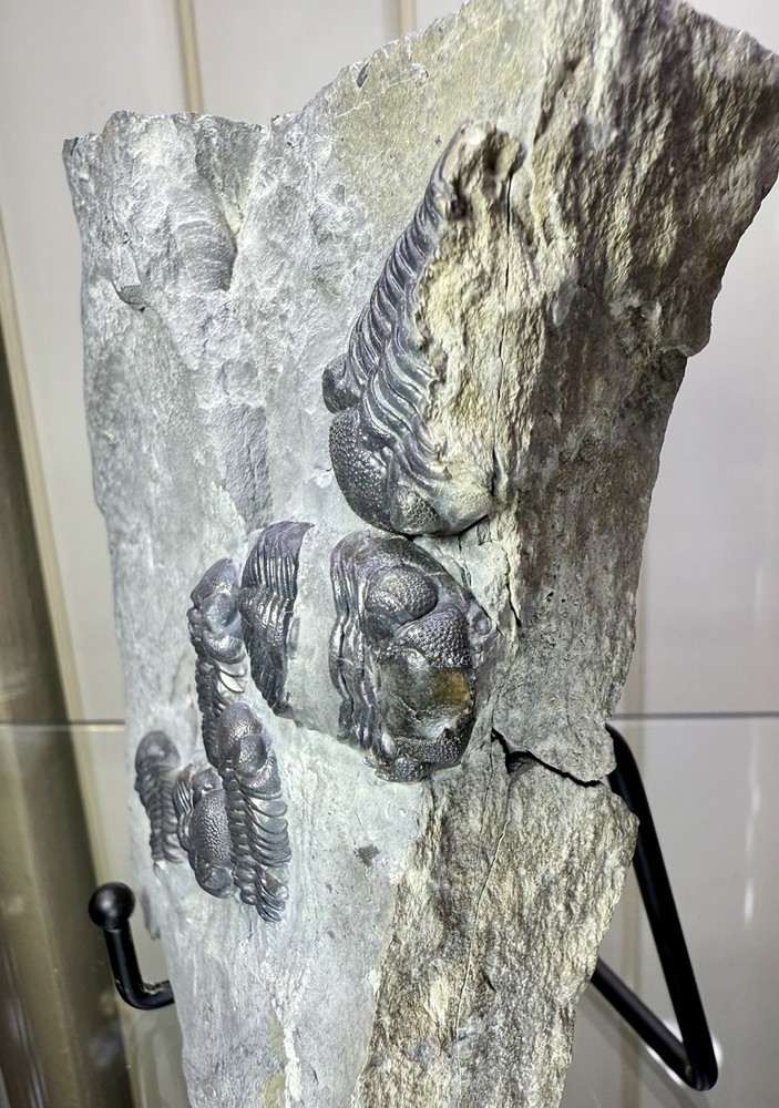 NICE Phacops Trilobite Plate ~ Penn Dixie New York ~ Devonian Period