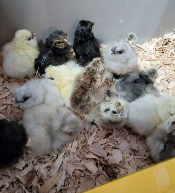 (6) Show Quality Silkie Bearded & Crested Fertile Hatching Eggs, Shipped in Foam