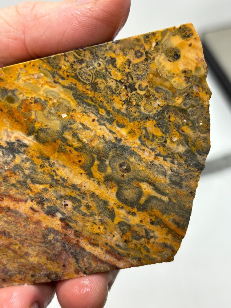Orbicular Leopard Skin Jasper Slab Lapidary Cabbing Combo Ship Avail