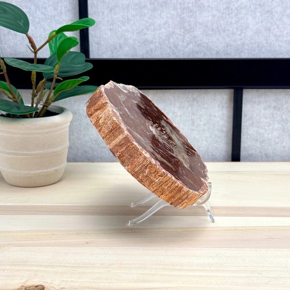 Petrified Wood Slab B