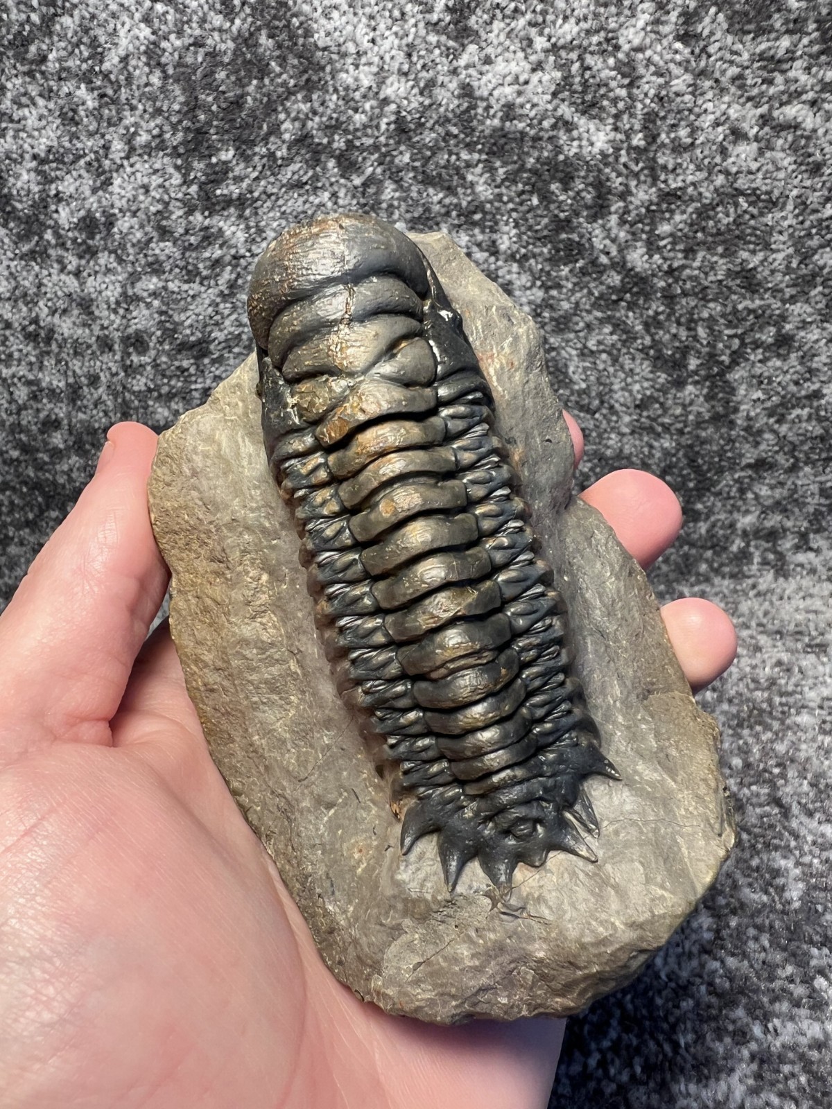Crotalocephalina (Crotalocephalus) gibbus Trilobite Fossil – Nicely detailed
