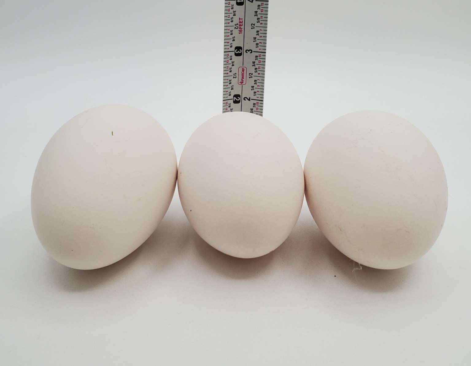 3 + African Goose Hatching Eggs Fertile Louisiana Farm Fresh MULTIPLES AVAILABLE