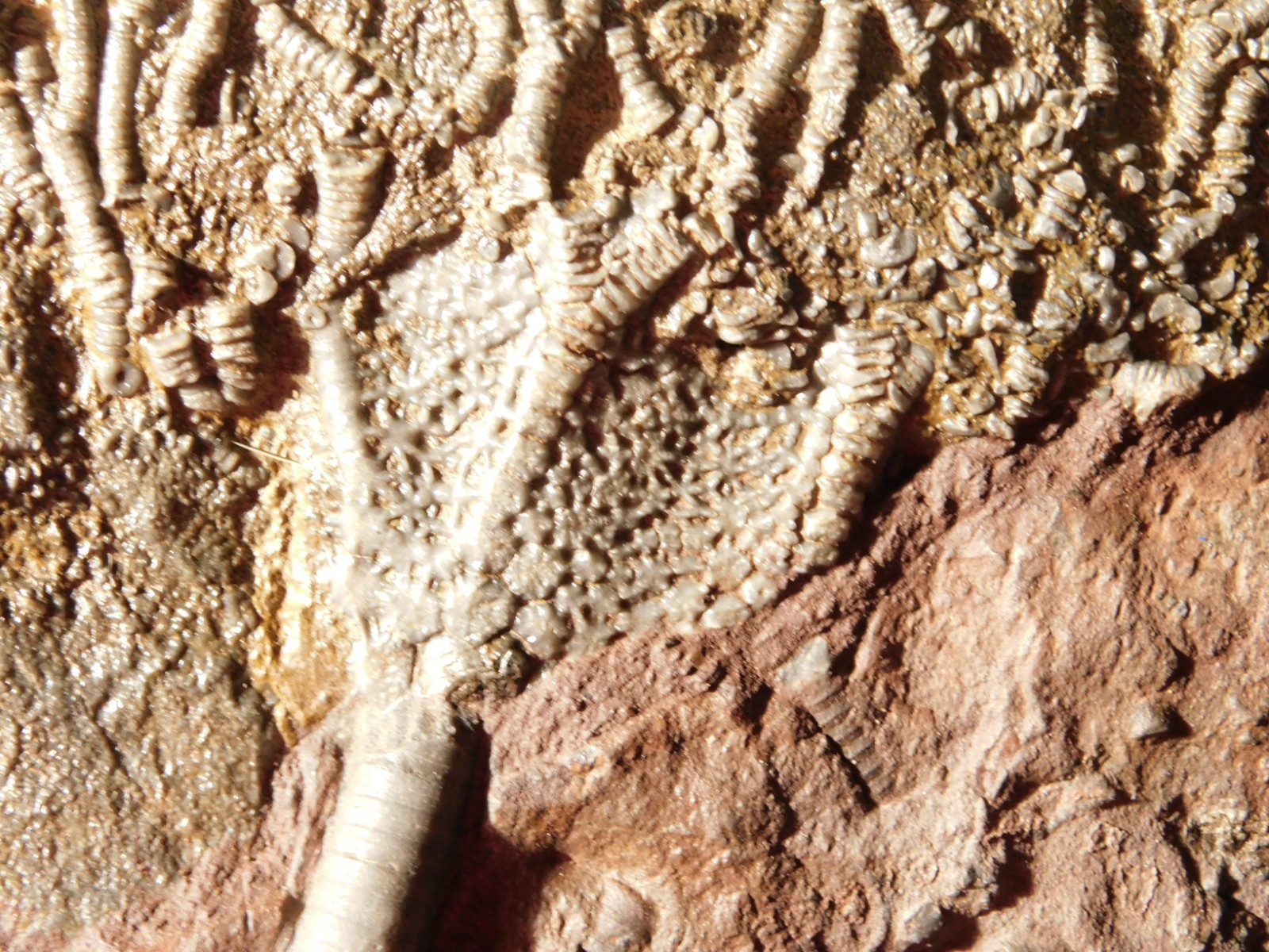 Larger! 430 Million Year Old! CRINOID Fossil or Sea LILY Fossil Morocco 601gr