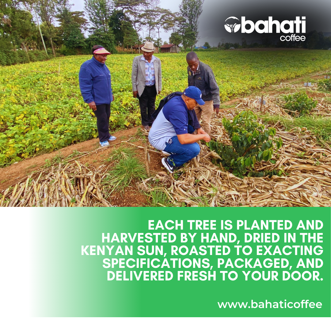 Kenya Peaberry Specialty Grade of Premium Arabica Green Coffee Beans