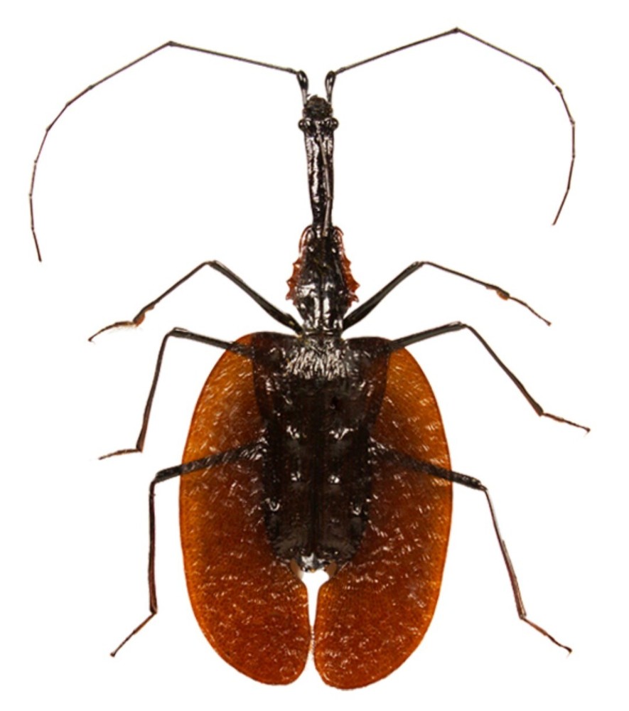 CARABIDAE: MORMOLYCE PHYLLODES 1 PCS (VIOLIN BEETLE)