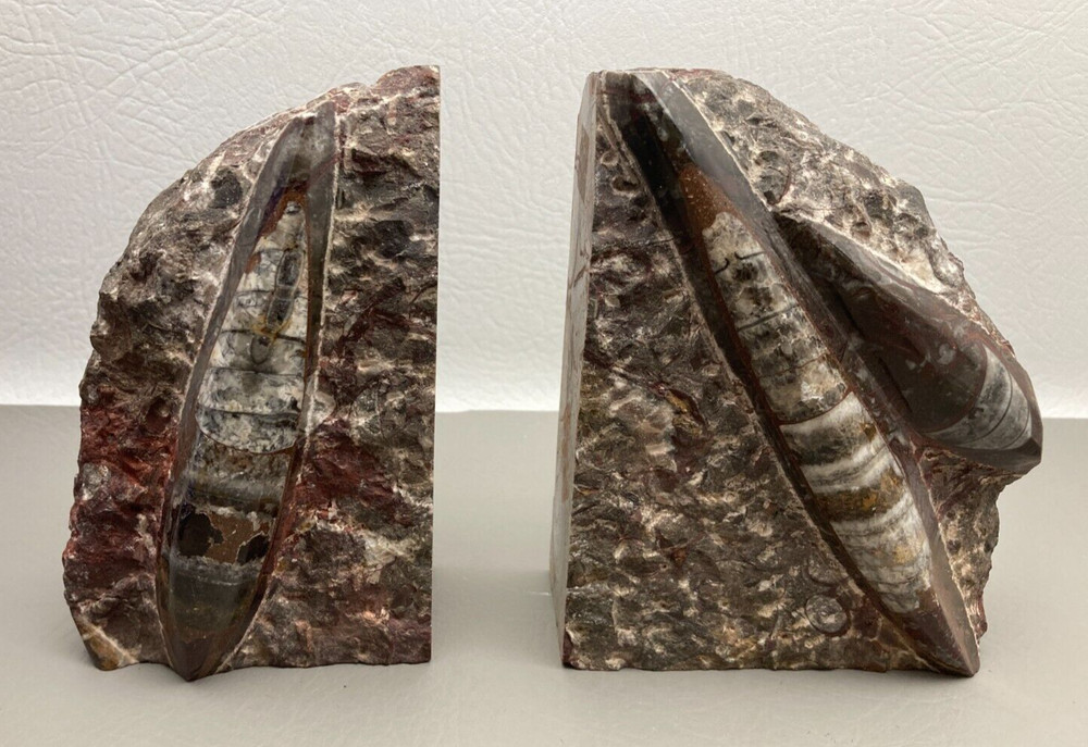 Fossil Orthoceras Bookends