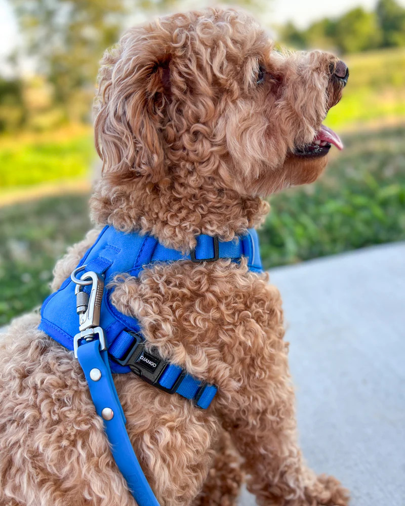 NWT Django Tahoe No Pull Dog Harness