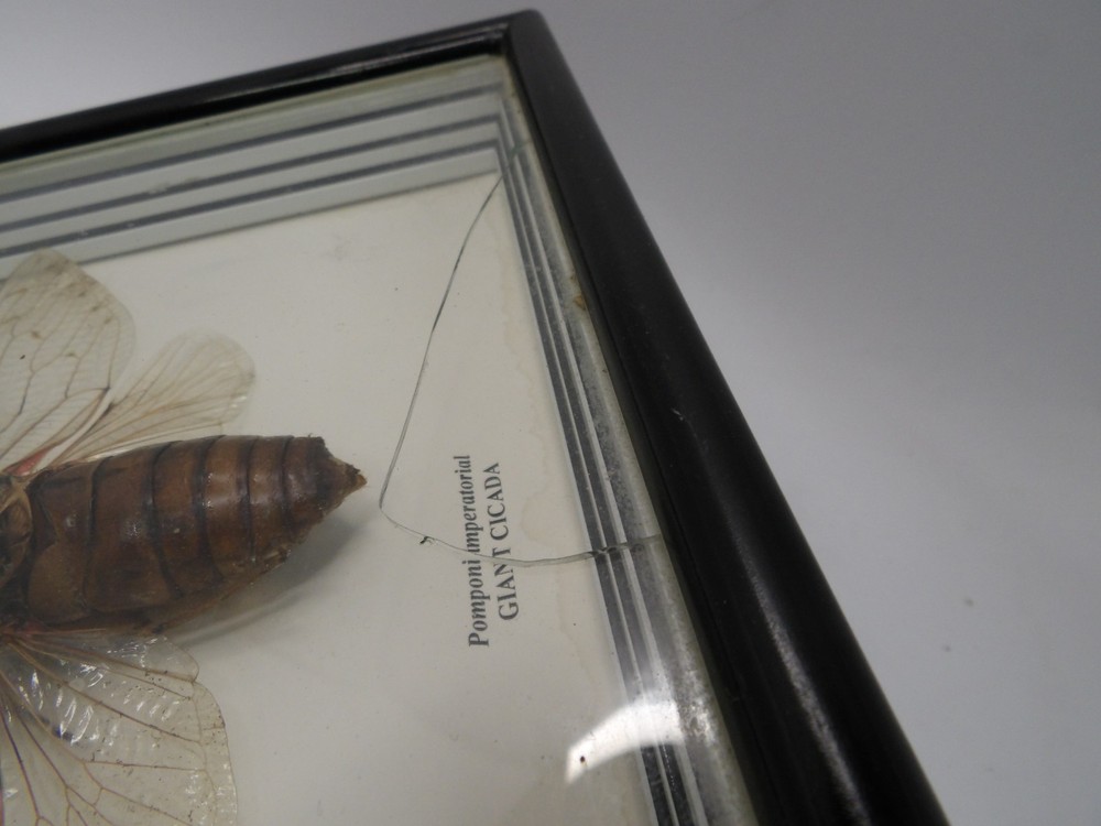 Shadow Box Frame Display Giant Cicada Real Specimen wall Mount Insect Winged