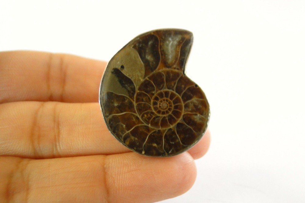 Fossil Ammonite 925 Sterling Silver Ring 9.5, 10, 10.5 Adjustable