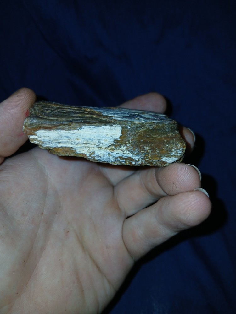5.6 oz Agatized Petrified Wood