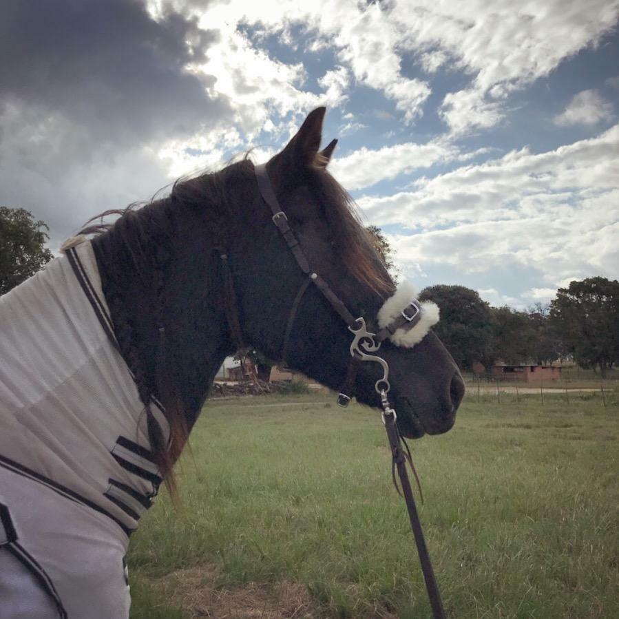 Hackamore Bitless Horse Bit English Western Adjustable Leather (BROWN)
