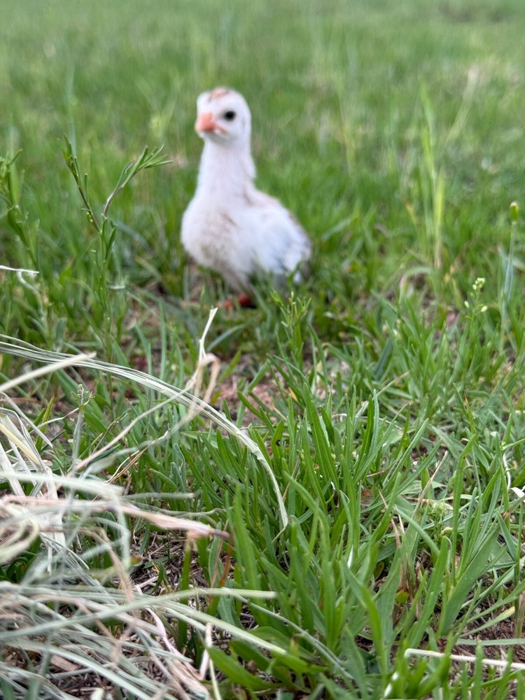 12+ Absorted Guinea Fowl Hatching Egg