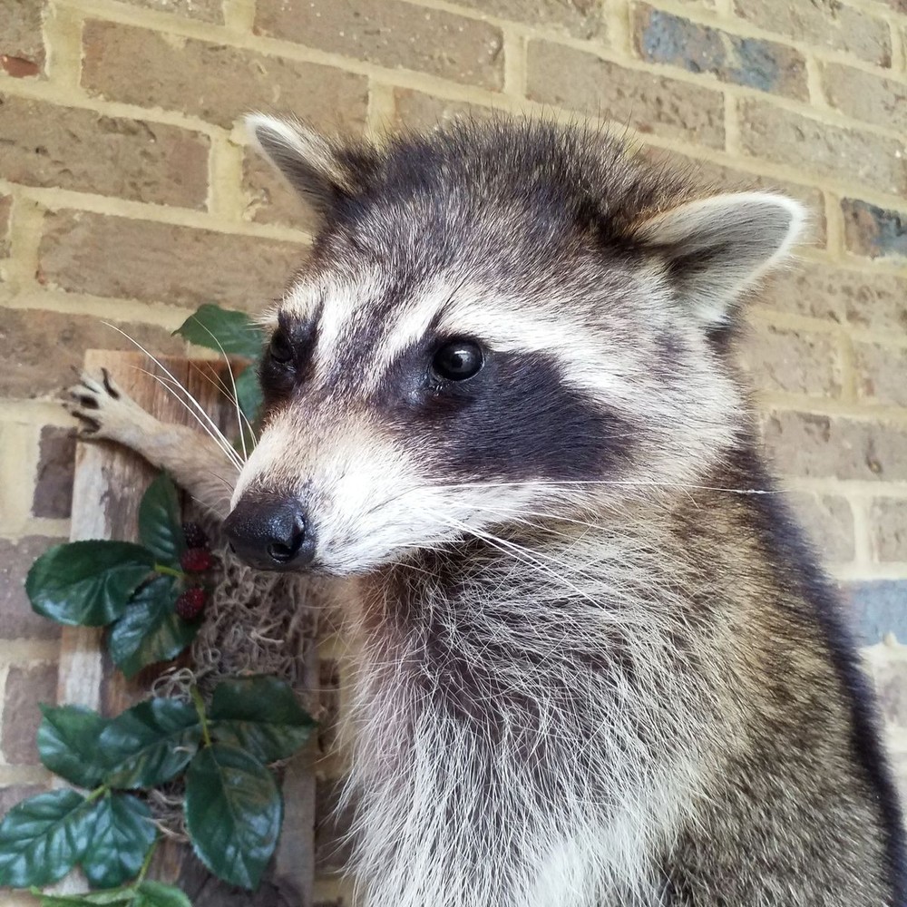 Unique Raccon Messenger Mount - NEW