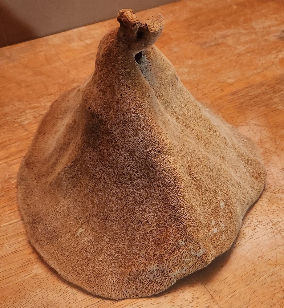 Elephant Ear Sea Sponge 9 Inch